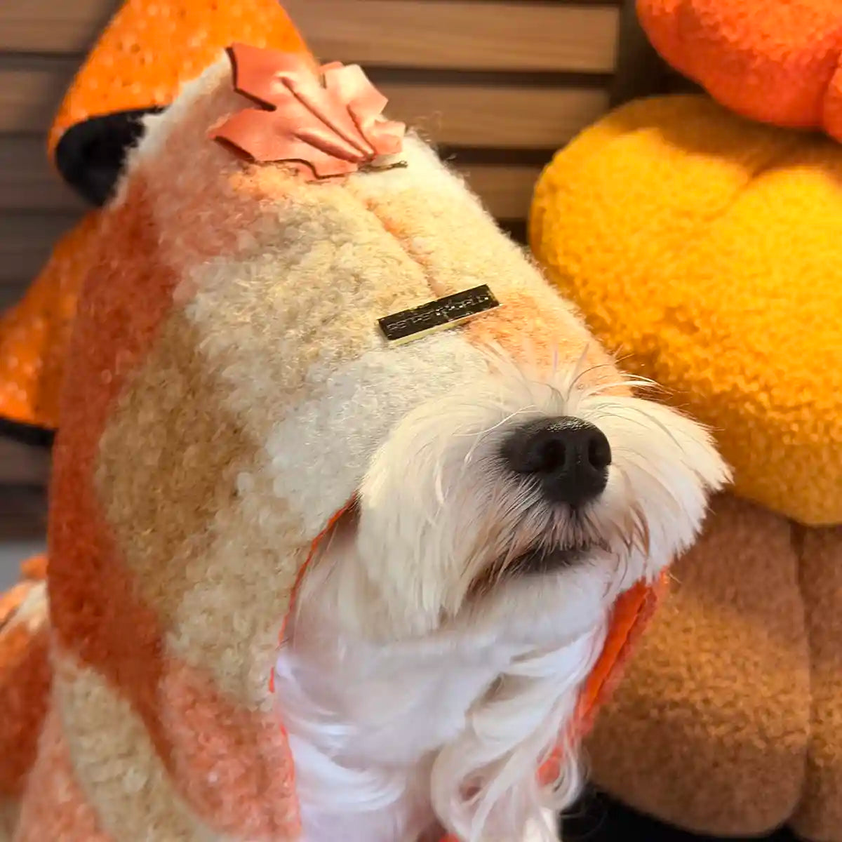 Halloween Collection